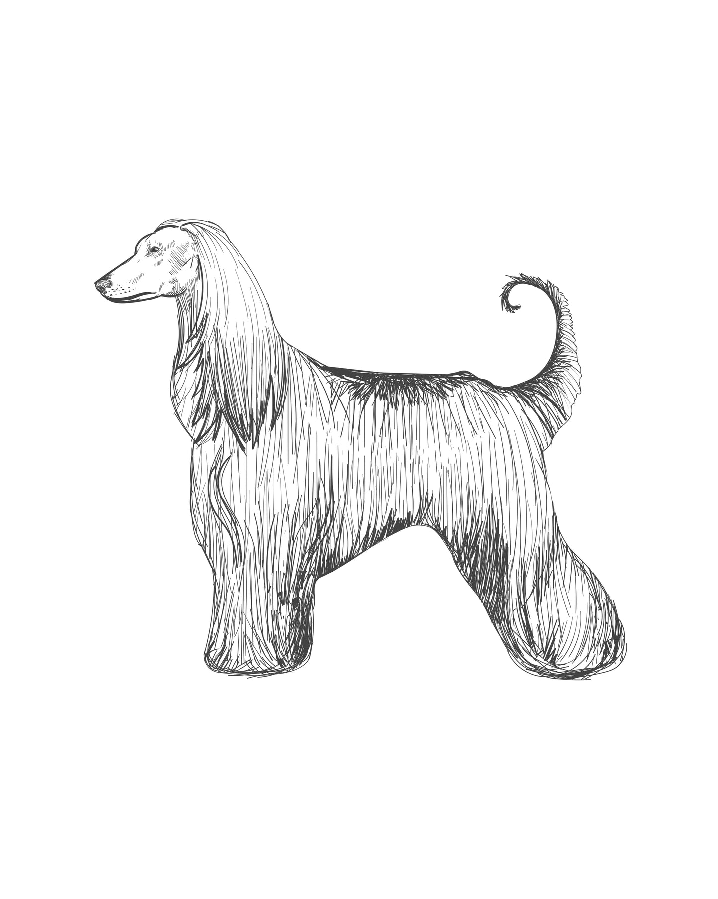 Digital Drawing: Afghan Hound