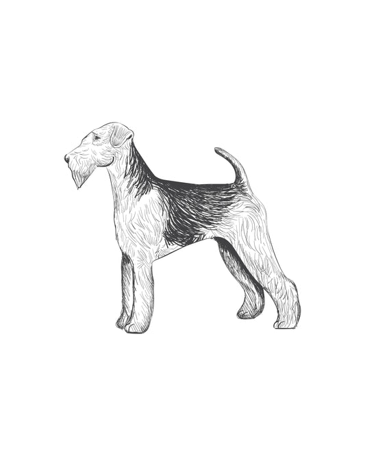 Digital Drawing: Airedale Terrier