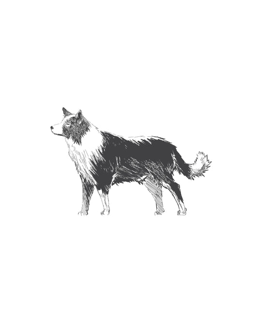 Digital Drawing: Border Collie