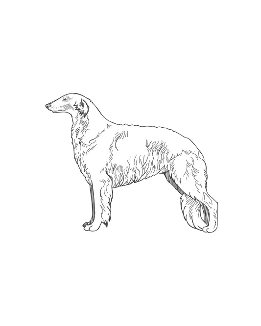 Digital Drawing: Borzoi